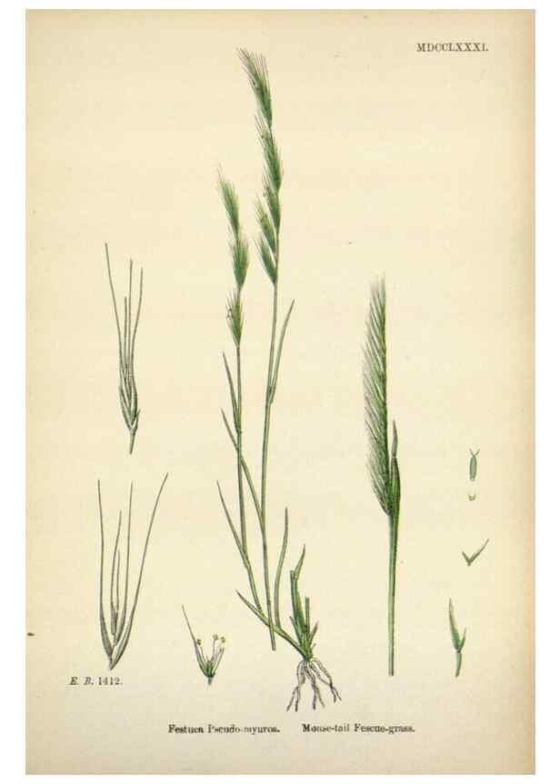 Reproducción/Reproduction 48750428001: English botany, or, Coloured figures of British plants /. London :R. Hardwicke,1863-1886.. 