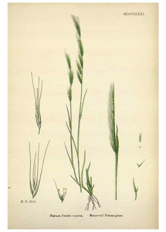 Reproducción/Reproduction 48750428001: English botany, or, Coloured figures of British plants /. London :R. Hardwicke,1863-1886.. 
