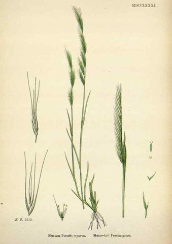 Reproducción/Reproduction 48750428001: English botany, or, Coloured figures of British plants /. London :R. Hardwicke,1863-1886.. 