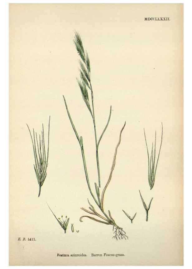 Reproducción/Reproduction 48750428286: English botany, or, Coloured figures of British plants /. London :R. Hardwicke,1863-1886.. 