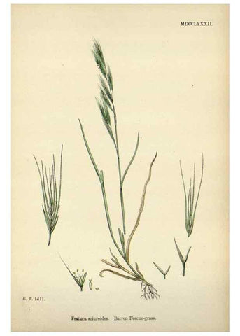 Reproducción/Reproduction 48750428286: English botany, or, Coloured figures of British plants /. London :R. Hardwicke,1863-1886.. 