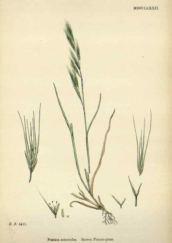 Reproducción/Reproduction 48750428286: English botany, or, Coloured figures of British plants /. London :R. Hardwicke,1863-1886.. 