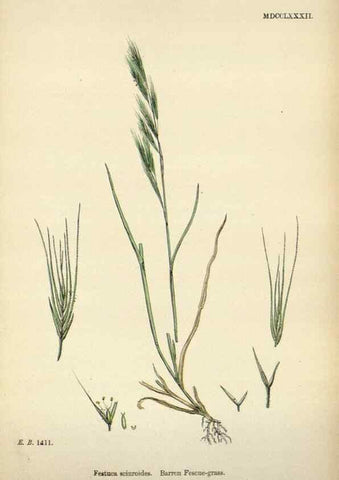 Reproducción/Reproduction 48750428286: English botany, or, Coloured figures of British plants /. London :R. Hardwicke,1863-1886.. 