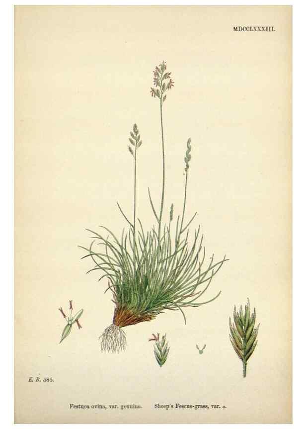 Reproducción/Reproduction 48750100578: English botany, or, Coloured figures of British plants /. London :R. Hardwicke,1863-1886.. 