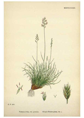 Reproducción/Reproduction 48750100578: English botany, or, Coloured figures of British plants /. London :R. Hardwicke,1863-1886.. 