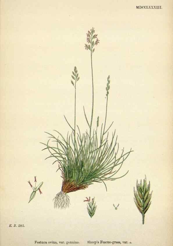 Reproducción/Reproduction 48750100578: English botany, or, Coloured figures of British plants /. London :R. Hardwicke,1863-1886.. 