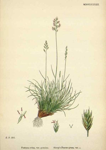 Reproducción/Reproduction 48750100578: English botany, or, Coloured figures of British plants /. London :R. Hardwicke,1863-1886.. 