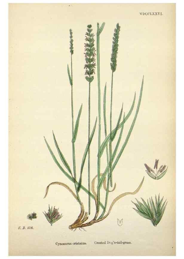 Reproducción/Reproduction 48750614437: English botany, or, Coloured figures of British plants /. London :R. Hardwicke,1863-1886.. 