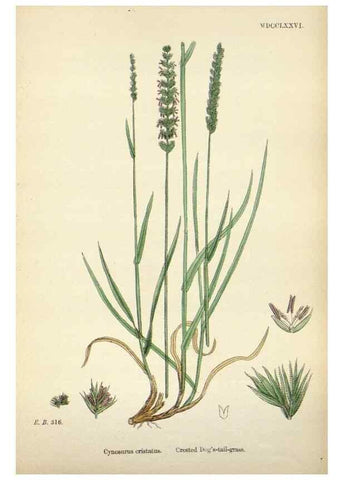 Reproducción/Reproduction 48750614437: English botany, or, Coloured figures of British plants /. London :R. Hardwicke,1863-1886.. 