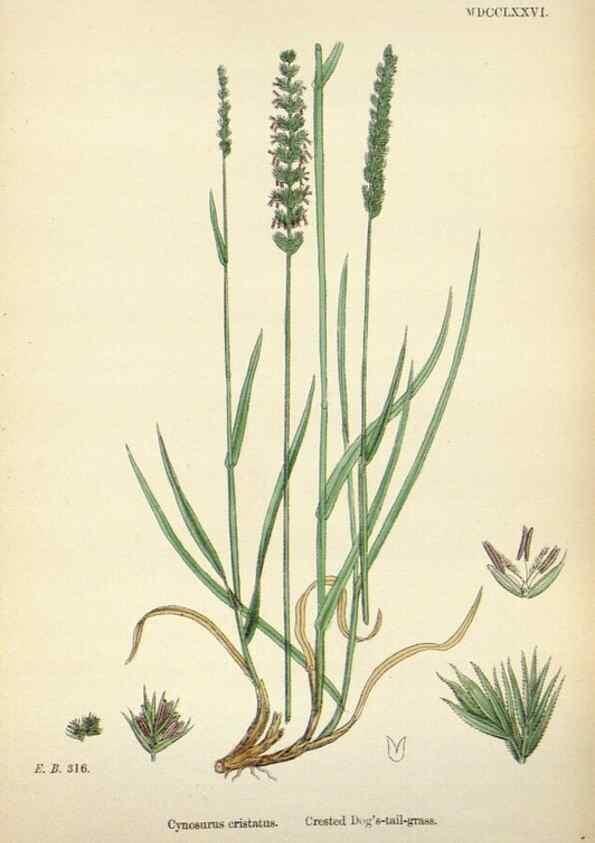 Reproducción/Reproduction 48750614437: English botany, or, Coloured figures of British plants /. London :R. Hardwicke,1863-1886.. 