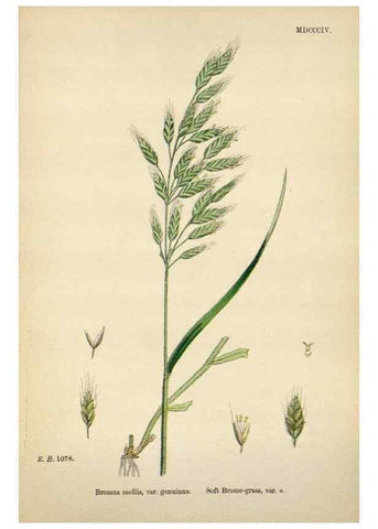 Reproducción/Reproduction 48750623207: English botany, or, Coloured figures of British plants /. London :R. Hardwicke,1863-1886.. 
