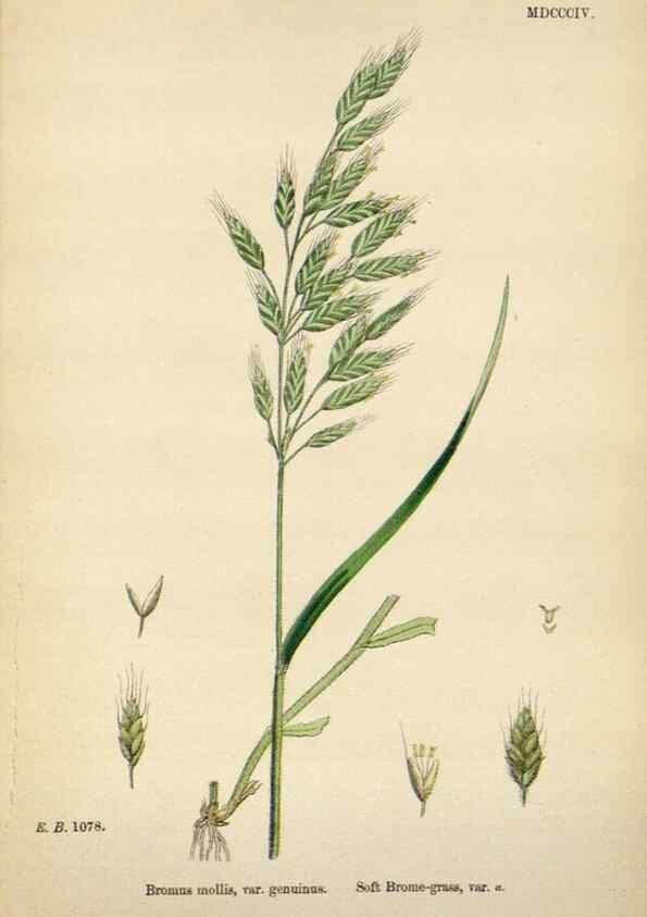 Reproducción/Reproduction 48750623207: English botany, or, Coloured figures of British plants /. London :R. Hardwicke,1863-1886.. 