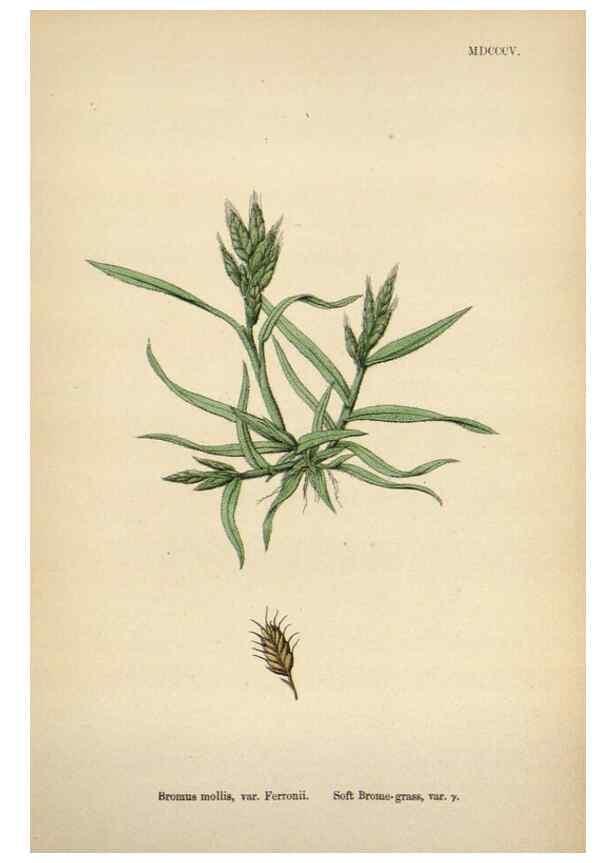 Reproducción/Reproduction 48750107548: English botany, or, Coloured figures of British plants /. London :R. Hardwicke,1863-1886.. 