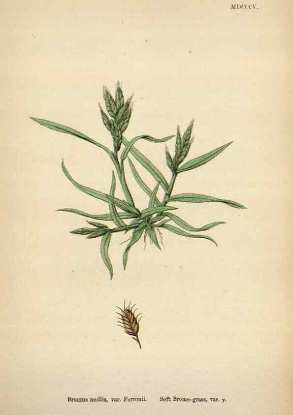 Reproducción/Reproduction 48750107548: English botany, or, Coloured figures of British plants /. London :R. Hardwicke,1863-1886.. 
