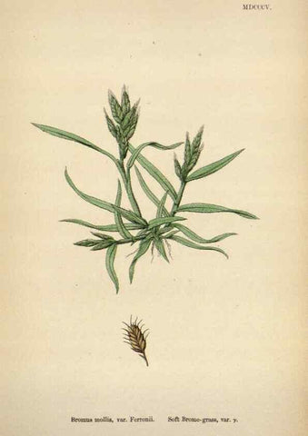 Reproducción/Reproduction 48750107548: English botany, or, Coloured figures of British plants /. London :R. Hardwicke,1863-1886.. 