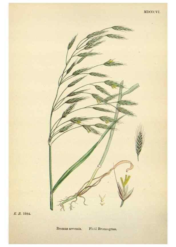 Reproducción/Reproduction 48750623812: English botany, or, Coloured figures of British plants /. London :R. Hardwicke,1863-1886.. 