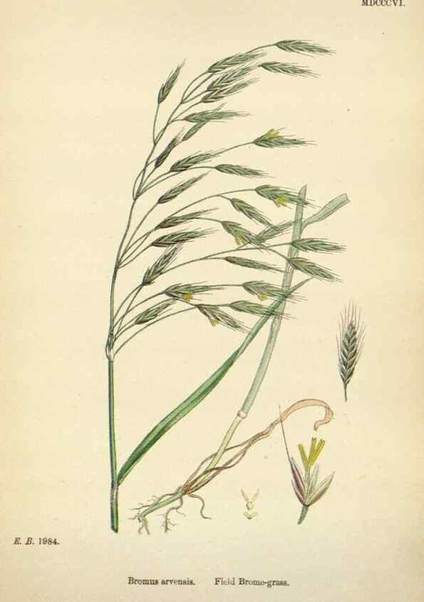 Reproducción/Reproduction 48750623812: English botany, or, Coloured figures of British plants /. London :R. Hardwicke,1863-1886.. 