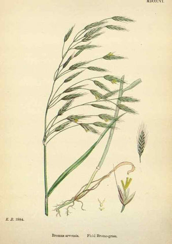 Reproducción/Reproduction 48750623812: English botany, or, Coloured figures of British plants /. London :R. Hardwicke,1863-1886.. 