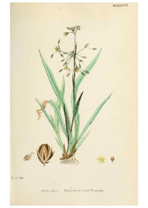 Reproducción/Reproduction 48750474596: English botany, or, Coloured figures of British plants /. London :R. Hardwicke,1863-1886.. 
