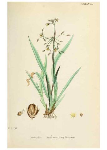 Reproducción/Reproduction 48750474596: English botany, or, Coloured figures of British plants /. London :R. Hardwicke,1863-1886.. 