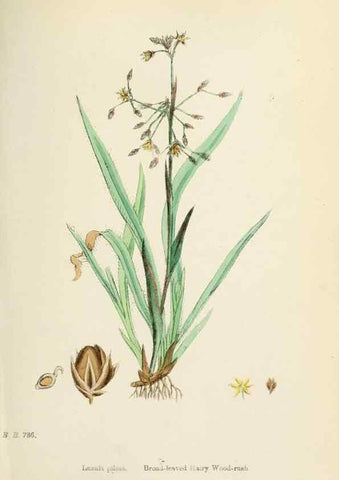 Reproducción/Reproduction 48750474596: English botany, or, Coloured figures of British plants /. London :R. Hardwicke,1863-1886.. 