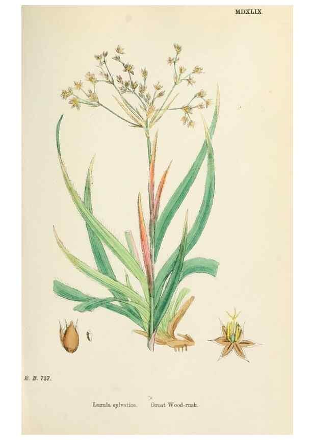 Reproducción/Reproduction 48750662737: English botany, or, Coloured figures of British plants /. London :R. Hardwicke,1863-1886.. 
