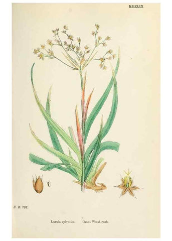Reproducción/Reproduction 48750662737: English botany, or, Coloured figures of British plants /. London :R. Hardwicke,1863-1886.. 