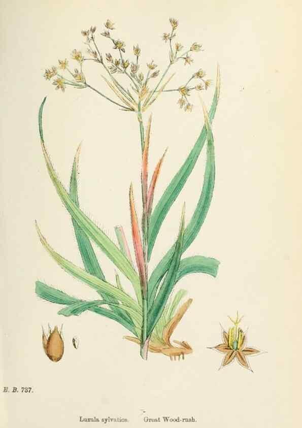 Reproducción/Reproduction 48750662737: English botany, or, Coloured figures of British plants /. London :R. Hardwicke,1863-1886.. 