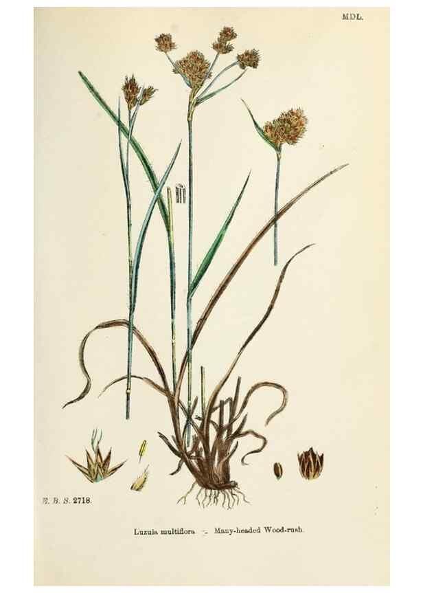 Reproducción/Reproduction 48750663072: English botany, or, Coloured figures of British plants /. London :R. Hardwicke,1863-1886.. 