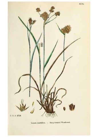 Reproducción/Reproduction 48750663072: English botany, or, Coloured figures of British plants /. London :R. Hardwicke,1863-1886.. 