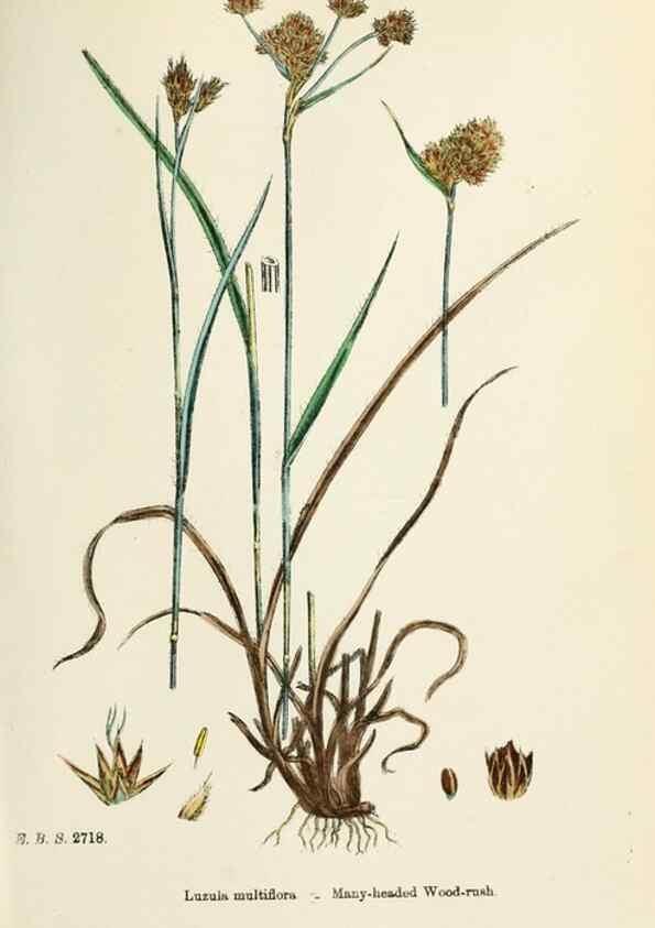 Reproducción/Reproduction 48750663072: English botany, or, Coloured figures of British plants /. London :R. Hardwicke,1863-1886.. 