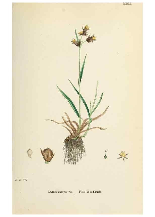 Reproducción/Reproduction 48750148483: English botany, or, Coloured figures of British plants /. London :R. Hardwicke,1863-1886.. 