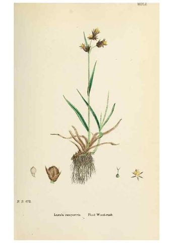 Reproducción/Reproduction 48750148483: English botany, or, Coloured figures of British plants /. London :R. Hardwicke,1863-1886.. 