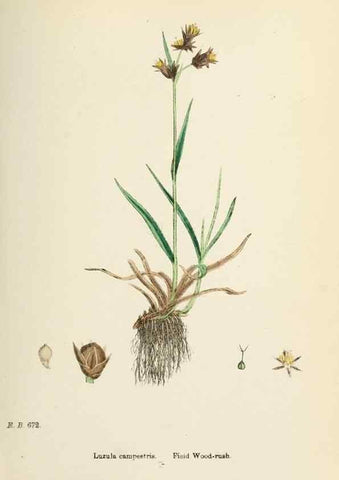 Reproducción/Reproduction 48750148483: English botany, or, Coloured figures of British plants /. London :R. Hardwicke,1863-1886.. 