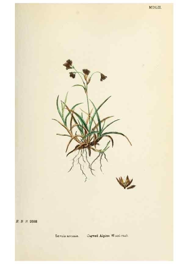 Reproducción/Reproduction 48750663732: English botany, or, Coloured figures of British plants /. London :R. Hardwicke,1863-1886.. 