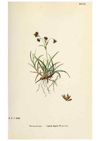 Reproducción/Reproduction 48750663732: English botany, or, Coloured figures of British plants /. London :R. Hardwicke,1863-1886.. 