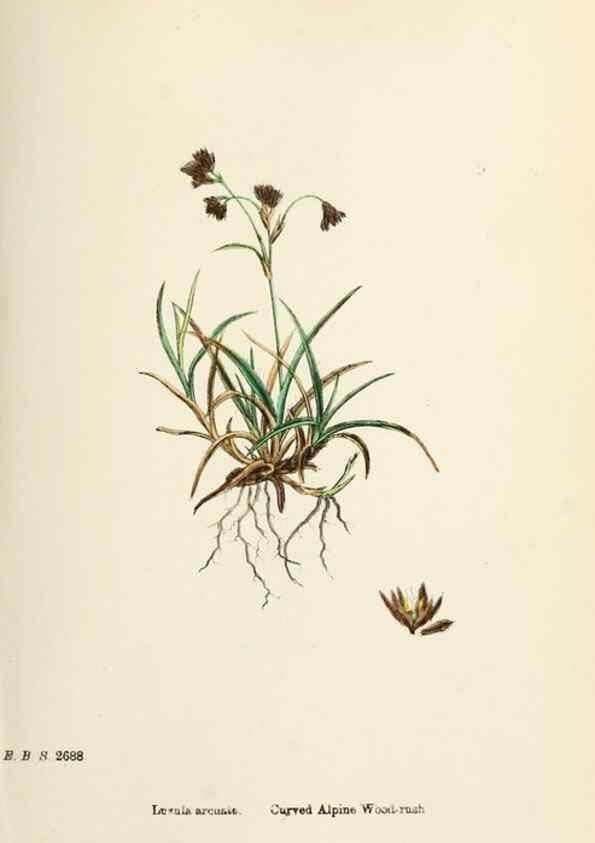 Reproducción/Reproduction 48750663732: English botany, or, Coloured figures of British plants /. London :R. Hardwicke,1863-1886.. 