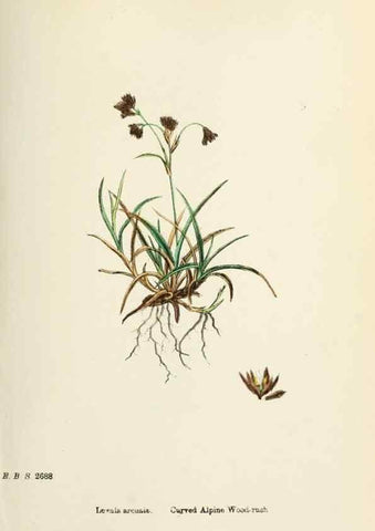 Reproducción/Reproduction 48750663732: English botany, or, Coloured figures of British plants /. London :R. Hardwicke,1863-1886.. 