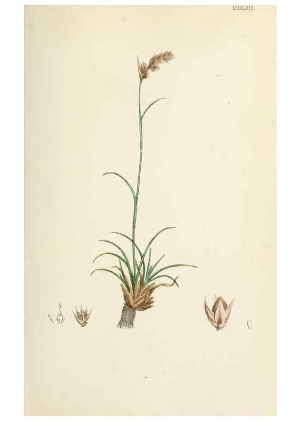 Reproducción/Reproduction 48750476156: English botany, or, Coloured figures of British plants /. London :R. Hardwicke,1863-1886.. 