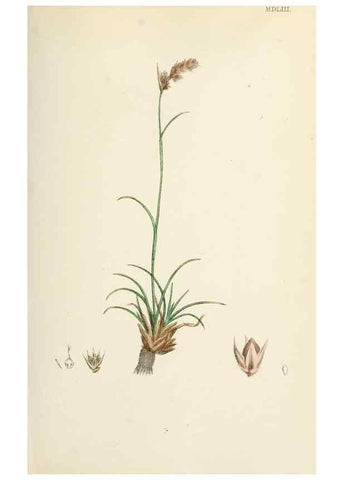 Reproducción/Reproduction 48750476156: English botany, or, Coloured figures of British plants /. London :R. Hardwicke,1863-1886.. 