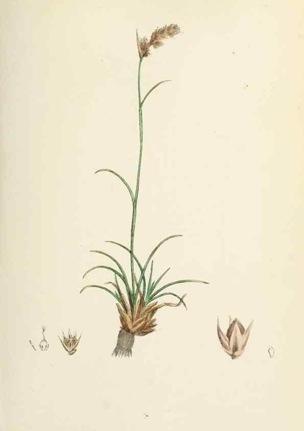 Reproducción/Reproduction 48750476156: English botany, or, Coloured figures of British plants /. London :R. Hardwicke,1863-1886.. 