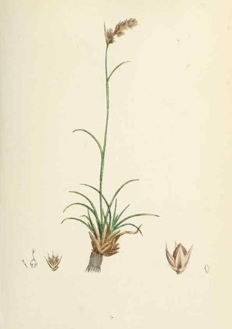 Reproducción/Reproduction 48750476156: English botany, or, Coloured figures of British plants /. London :R. Hardwicke,1863-1886.. 
