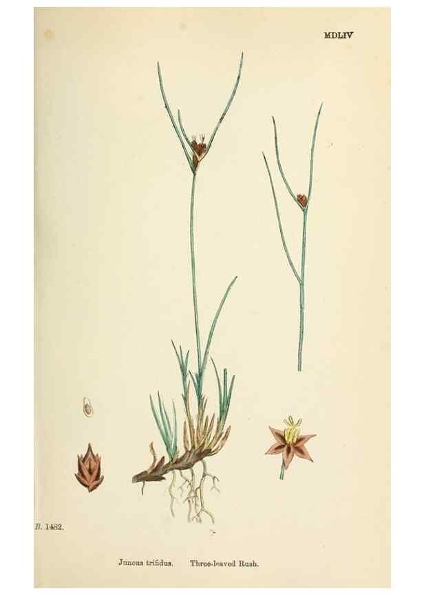 Reproducción/Reproduction 48750476491: English botany, or, Coloured figures of British plants /. London :R. Hardwicke,1863-1886.. 