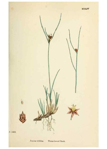 Reproducción/Reproduction 48750476491: English botany, or, Coloured figures of British plants /. London :R. Hardwicke,1863-1886.. 
