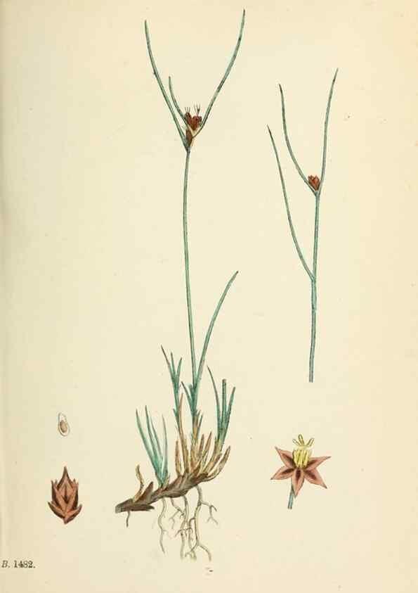 Reproducción/Reproduction 48750476491: English botany, or, Coloured figures of British plants /. London :R. Hardwicke,1863-1886.. 
