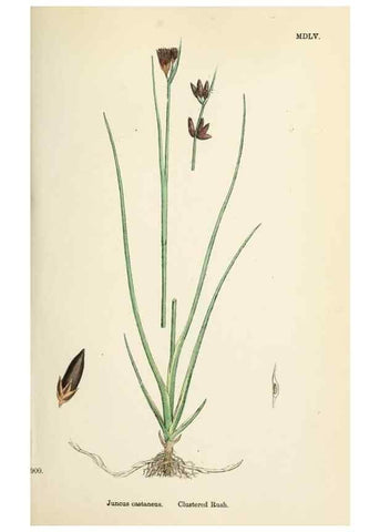 Reproducción/Reproduction 48750664907: English botany, or, Coloured figures of British plants /. London :R. Hardwicke,1863-1886.. 