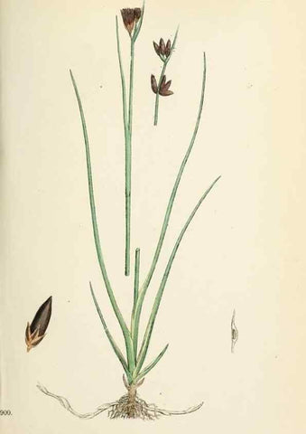 Reproducción/Reproduction 48750664907: English botany, or, Coloured figures of British plants /. London :R. Hardwicke,1863-1886.. 