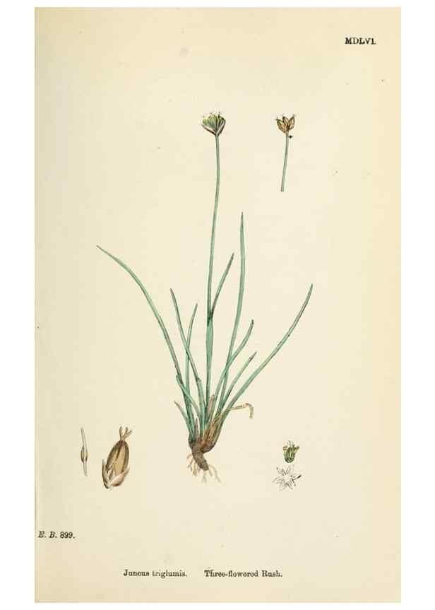 Reproducción/Reproduction 48750477206: English botany, or, Coloured figures of British plants /. London :R. Hardwicke,1863-1886.. 