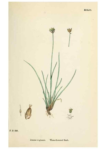Reproducción/Reproduction 48750477206: English botany, or, Coloured figures of British plants /. London :R. Hardwicke,1863-1886.. 