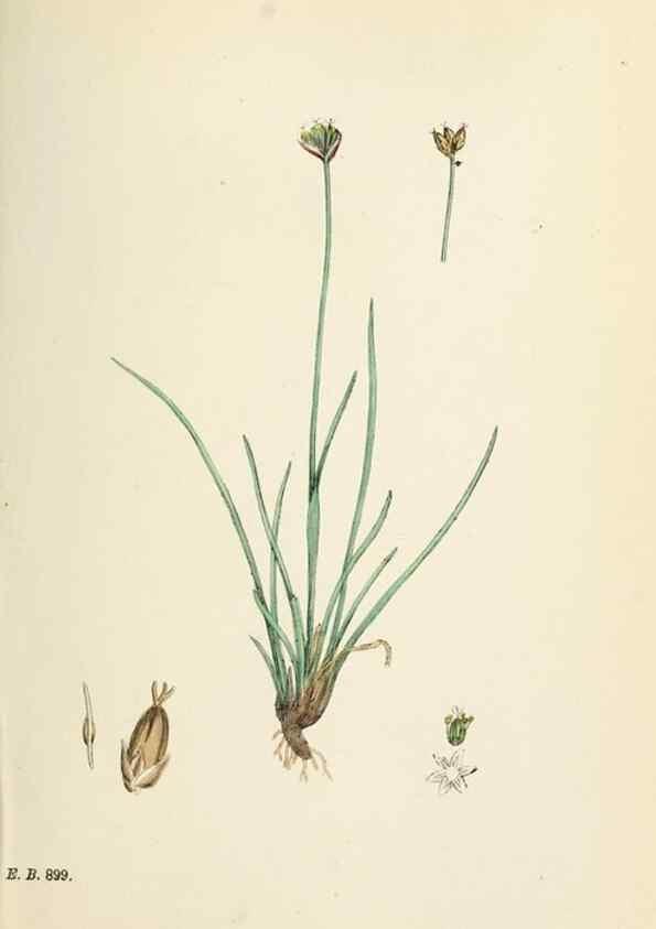 Reproducción/Reproduction 48750477206: English botany, or, Coloured figures of British plants /. London :R. Hardwicke,1863-1886.. 